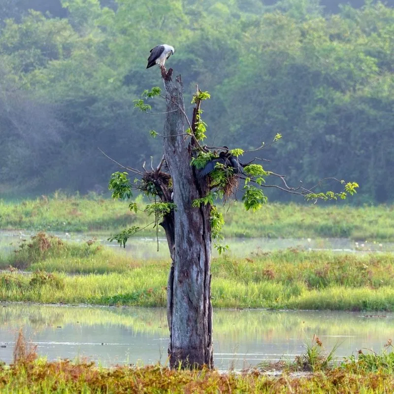 Wasgamuwa National Park