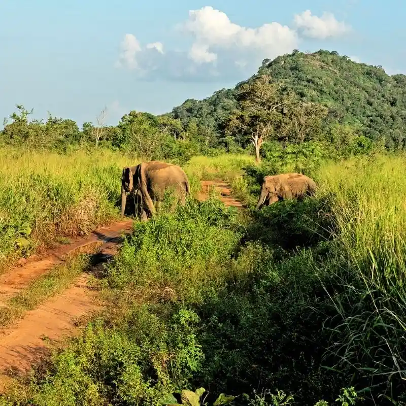 Wild Elephant Safaris