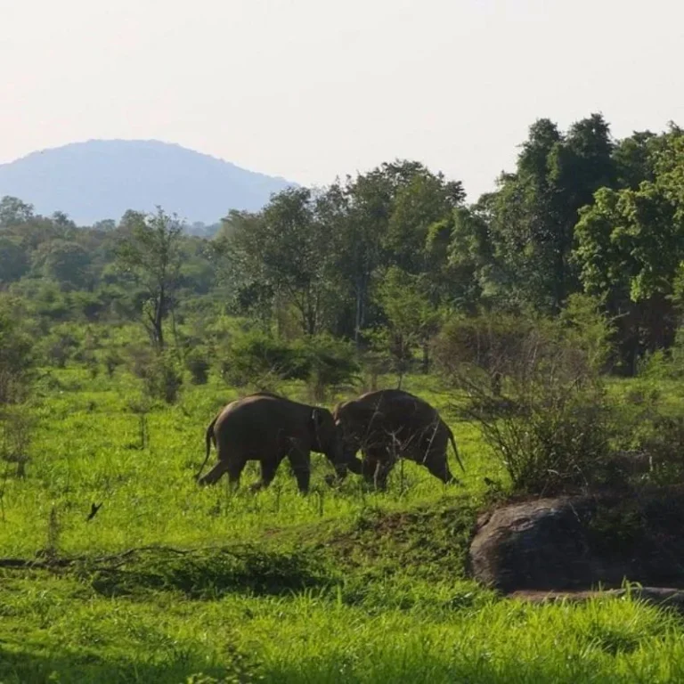 Maduru Oya National Park