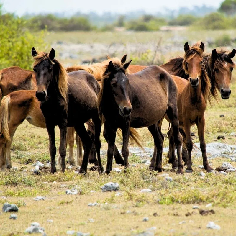 Spotting the Wild Ponies of Delft National Park