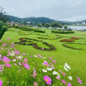 Vibrant pink and white cosmos flowers blooming in the manicured lawn gardens along Gregory Lake in Nuwara Eliya, Sri Lanka, surrounded by misty hill country landscapes for international travelers.