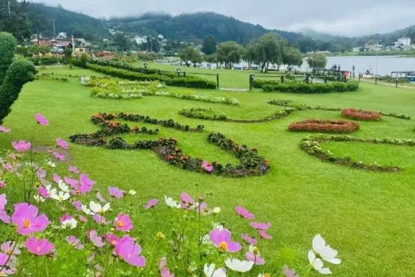 Vibrant pink and white cosmos flowers blooming in the manicured lawn gardens along Gregory Lake in Nuwara Eliya, Sri Lanka, surrounded by misty hill country landscapes for international travelers.